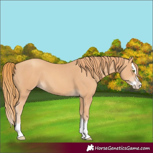 Horse Color:Gold Champagne Splash 