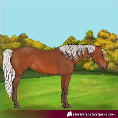 Horse Color:Silver Bay
