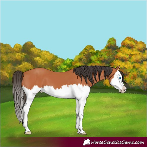 Horse Color:Bay Splash 
