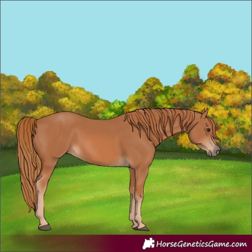 Horse Color:Chestnut 