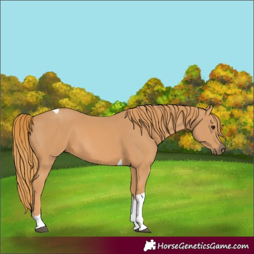 Horse Color:Chestnut Tobiano 