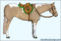 Horse Color:Palomino Tobiano 