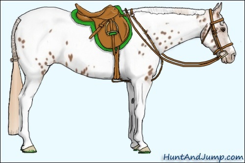 Horse Color:Chestnut Tobiano Appaloosa 