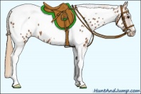 Horse Color:Chestnut Tobiano Appaloosa