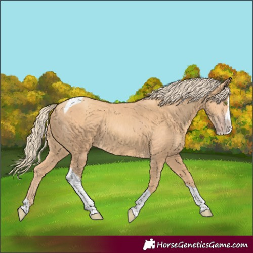Horse Color:Gold Champagne Splash Tobiano
