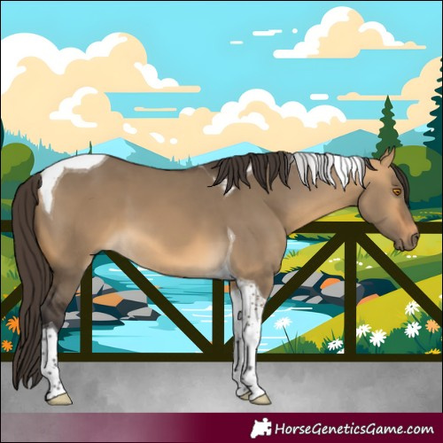 Horse Color:Buckskin Dun Tobiano 