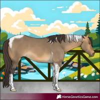 Horse Color:Buckskin Dun Tobiano 