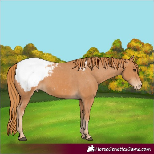 Horse Color:Chestnut Appaloosa