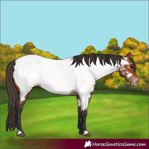 Horse Color:Bay Appaloosa