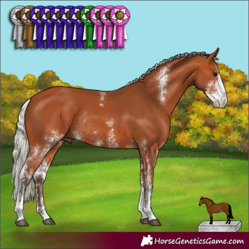 Horse Color:Silver Bay Sabino Rabicano 