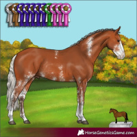 Horse Color:Silver Bay Sabino Rabicano