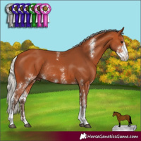 Horse Color:Silver Bay Sabino Rabicano 