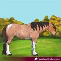 Horse Color:Bay Roan Tobiano 