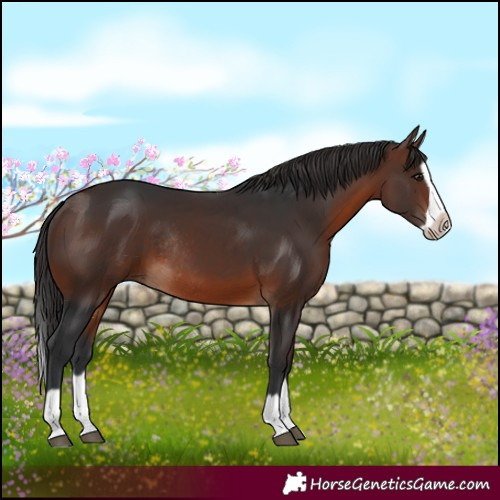 Horse Color:Brown Splash Frame Rabicano