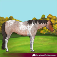 Horse Color:Bay Roan Tobiano  and Bay Roan Tobiano 