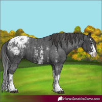 Horse Color:Black Sabino Splash Appaloosa and Black Sabino Splash Appaloosa