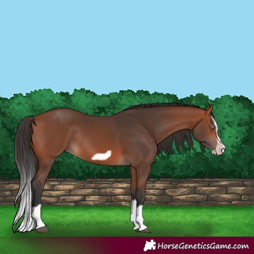Horse Color:Bay Splash Frame Rabicano 