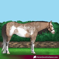 Horse Color:Bay Dun Splash Frame Rabicano  and Bay Dun Splash Frame Rabicano 