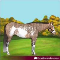 Horse Color:Bay Dun Splash Frame Rabicano  and Bay Dun Splash Frame Rabicano 