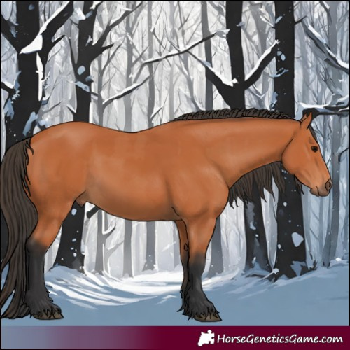 Horse Color:Bay and Bay