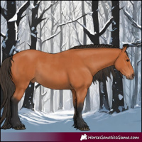 Horse Color:Bay  and Bay 