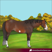 Horse Color:Bay Splash Frame Rabicano 
