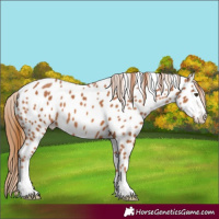 Horse Color:Chestnut Appaloosa
