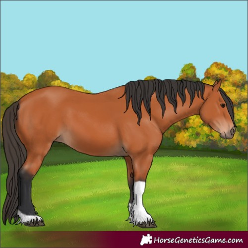 Horse Color:Bay Tobiano 