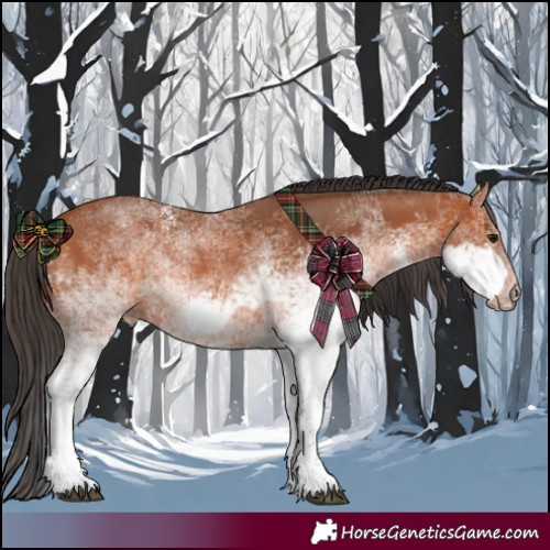 Horse Color:White Spotted Bay and White Spotted Bay