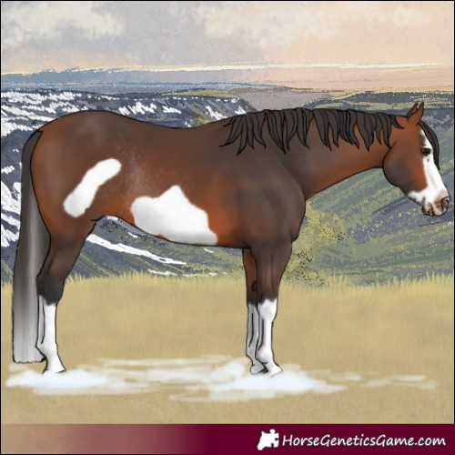 Horse Color:Bay Splash Frame Rabicano 