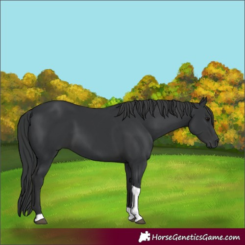 Horse Color:Black Tobiano 