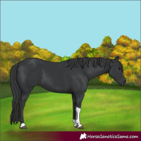Horse Color:Black Tobiano 