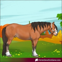 Horse Color:Bay 