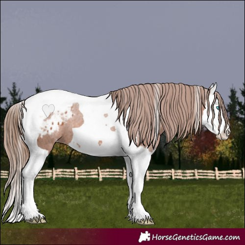 Horse Color:Chestnut Splash Tobiano Appaloosa 