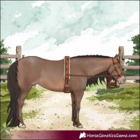 Horse Color:Sable Champagne Rabicano 