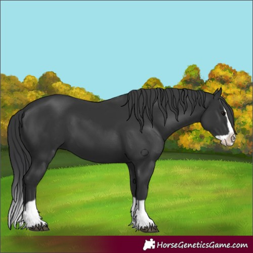 Horse Color:Black Splash