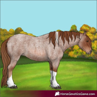 Horse Color:Red Roan Tobiano 