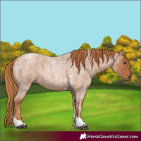 Horse Color:Red Roan Tobiano and Red Roan Tobiano Rabicano