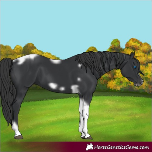 Horse Color:Black Tobiano Frame 