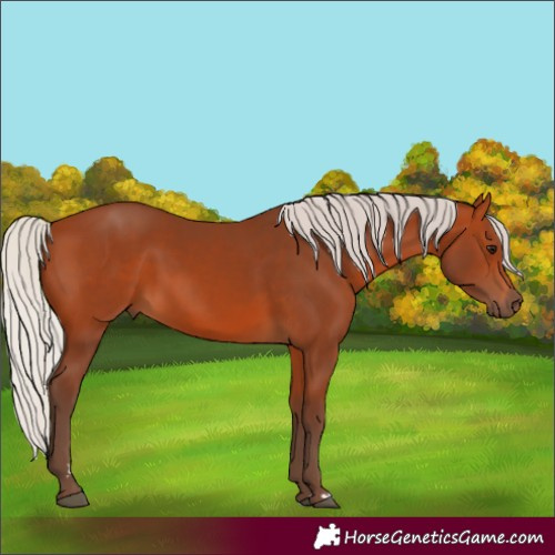 Horse Color:Silver Bay 