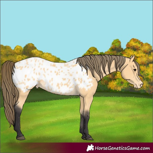 Horse Color:Buckskin Appaloosa  and Buckskin Appaloosa 