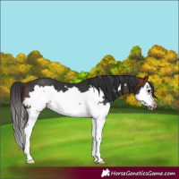 Horse Color:Brown Splash Frame Rabicano