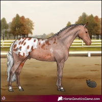 Horse Color:Silver Bay Appaloosa 