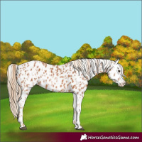 Horse Color:Chestnut Splash Appaloosa  and Chestnut Splash Appaloosa 
