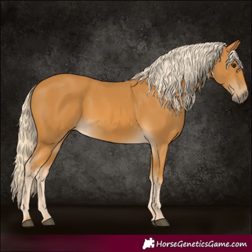 Horse Color:Palomino 