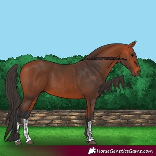 Horse Color:Bay  and Bay 