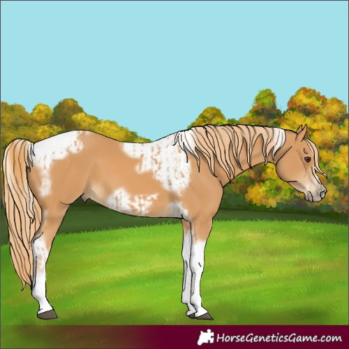 Horse Color:Chestnut Tobiano Frame  and Chestnut Tobiano Frame 