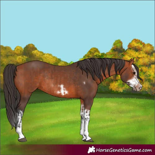 Horse Color:Bay Splash Frame Rabicano  and Bay Splash Frame Rabicano 