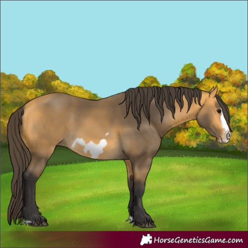 Horse Color:Buckskin Splash Frame Rabicano