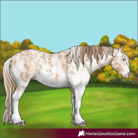 Horse Color:Perlino Sabino  and Gray Perlino Sabino 